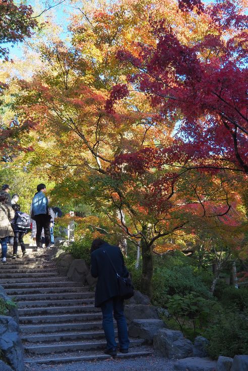 Erable Palmé Acer Palmatum (Sanctuaire Tofukuji de Kyoto)
Altitude : 84 mètres