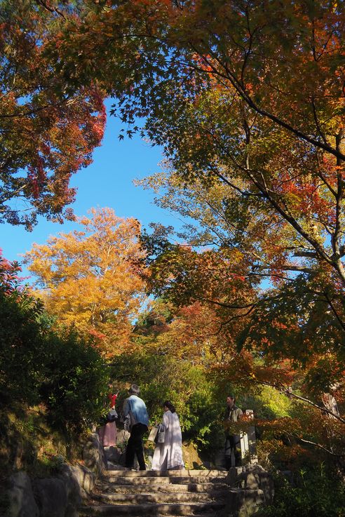 Erable Palmé Acer Palmatum (Sanctuaire Tofukuji de Kyoto)
Altitude : 84 mètres