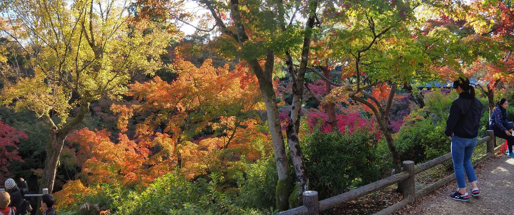 Erable Palmé Acer Palmatum (Sanctuaire Tofukuji de Kyoto)
Altitude : 87 mètres