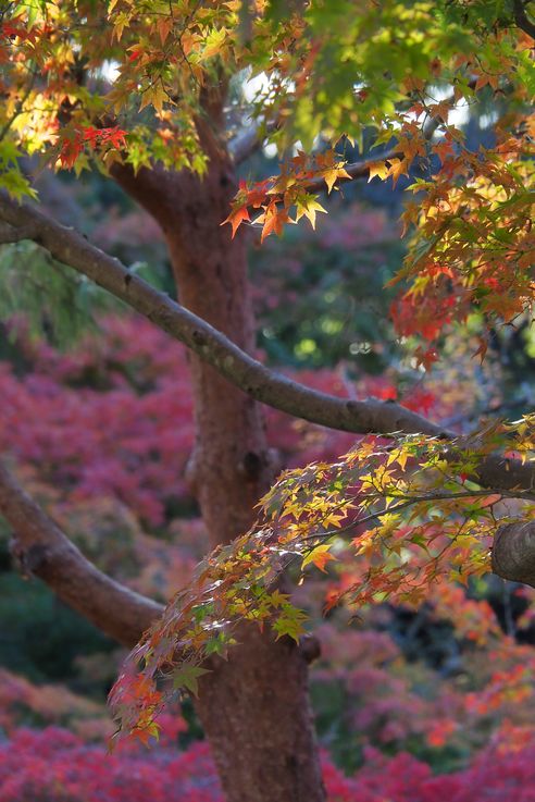 Erable Palmé Acer Palmatum (Sanctuaire Tofukuji de Kyoto)
Altitude : 87 mètres