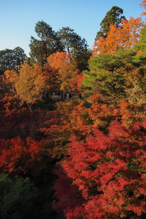 Erable Palmé Acer Palmatum (Sanctuaire Tofukuji de Kyoto)
Altitude : 64 mètres