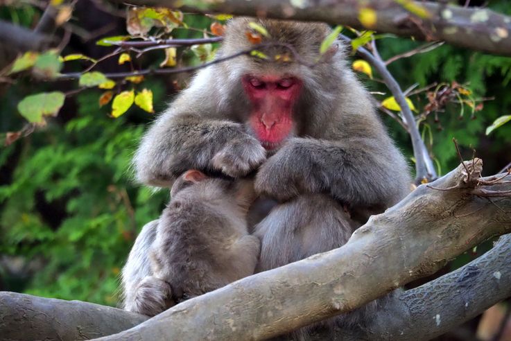 Kyoto : le monkey park Iwatayama