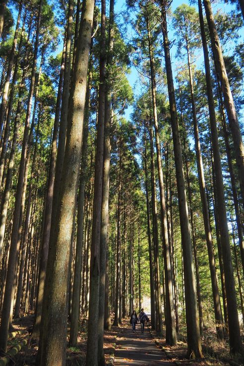 Cryptomerias du Japon au lac Tanuki
Altitude : 723 mètres