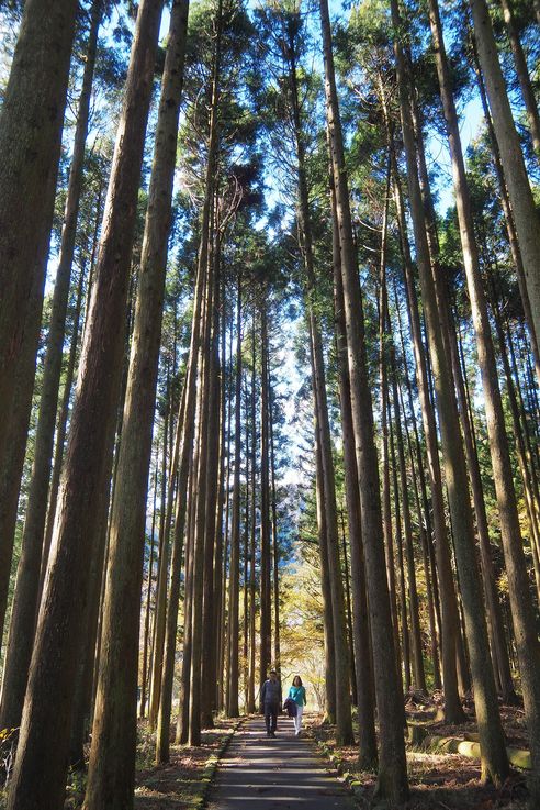 Cryptomerias du Japon au lac Tanuki
Altitude : 724 mètres