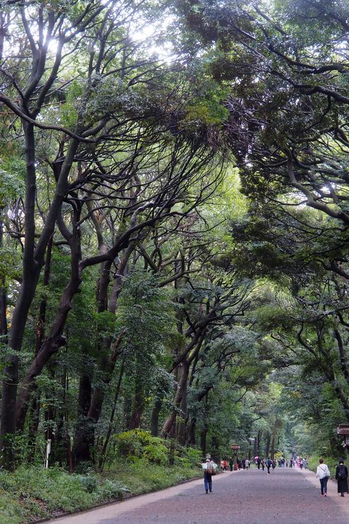 Parc Yoyogi (Tokyo)
Altitude : 72 mètres