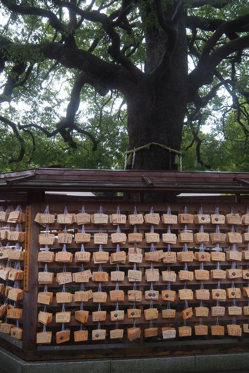 Sanctuaire Meiji Jingu (Parc Yoyogi Torii de Tokyo)
Altitude : 79 mètres