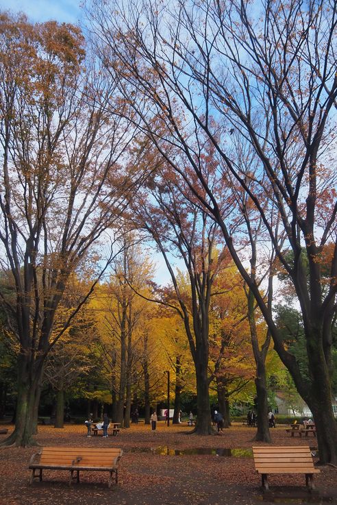 Parc Yoyogi (Tokyo)
Altitude : 73 mètres