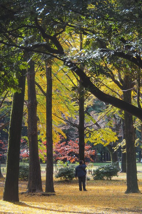 Parc Yoyogi (Tokyo)
Altitude : 75 mètres