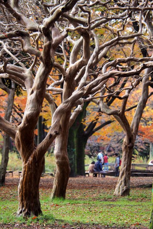 Parc Yoyogi (Tokyo)
Altitude : 77 mètres