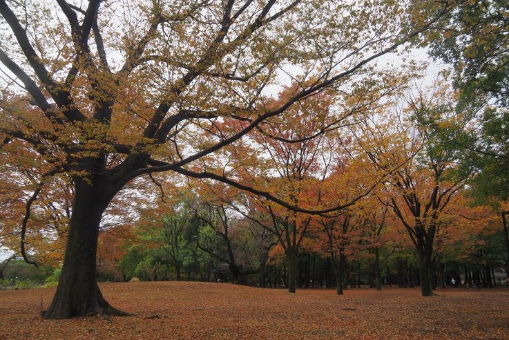 Parc Yoyogi (Tokyo)
Altitude : 77 mètres