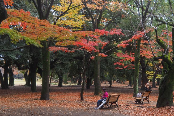 Parc Yoyogi (Tokyo)
Altitude : 78 mètres