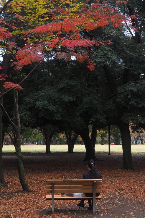 Parc Yoyogi (Tokyo)
Altitude : 78 mètres