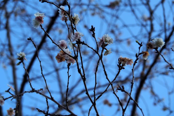 Jardin Hama Rikyu (Tokyo)
Altitude : 51 mètres