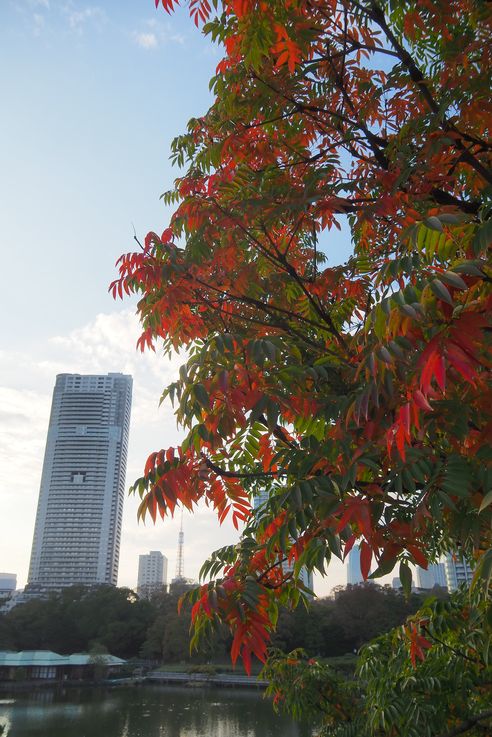 Jardin Hama Rikyu (Tokyo)
Altitude : 48 mètres