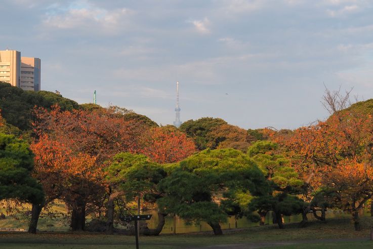 Jardin Hama Rikyu (Tokyo)
Altitude : 53 mètres