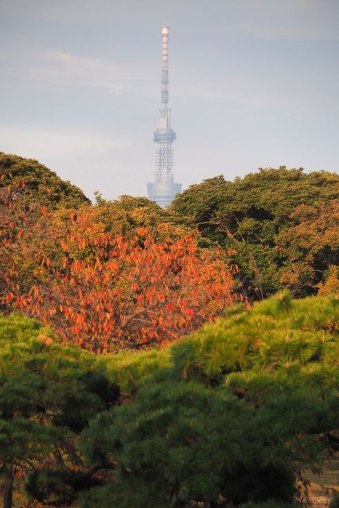 Jardin Hama Rikyu (Tokyo)
Altitude : 54 mètres