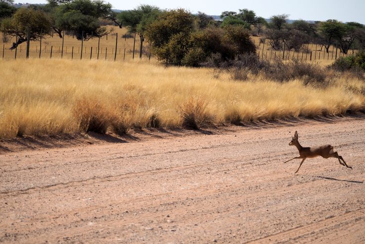 Steenbok raphicerus