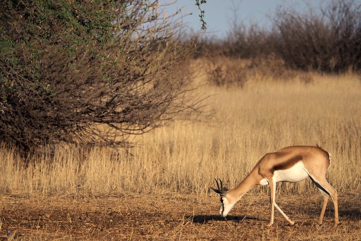 Springboks (Antidorcas marsupialis)