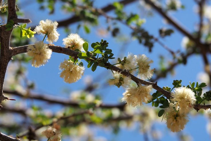 Acacia erioloba