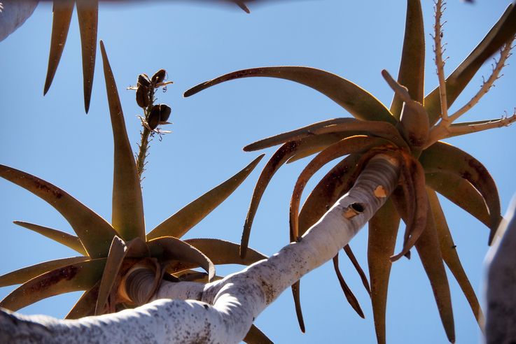 Quiver tree - Kokerboom (Aloe dichotoma)