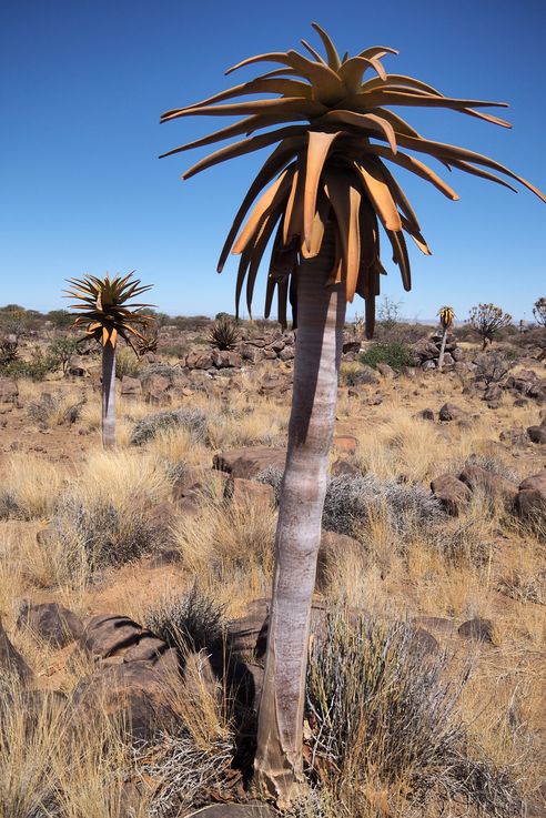 Quiver tree - Kokerboom (Aloe dichotoma)