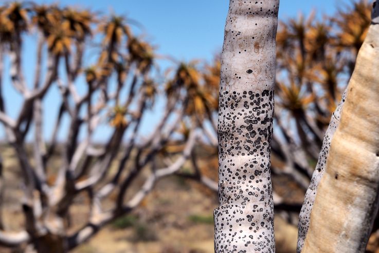 Quiver tree - Kokerboom (Aloe dichotoma)