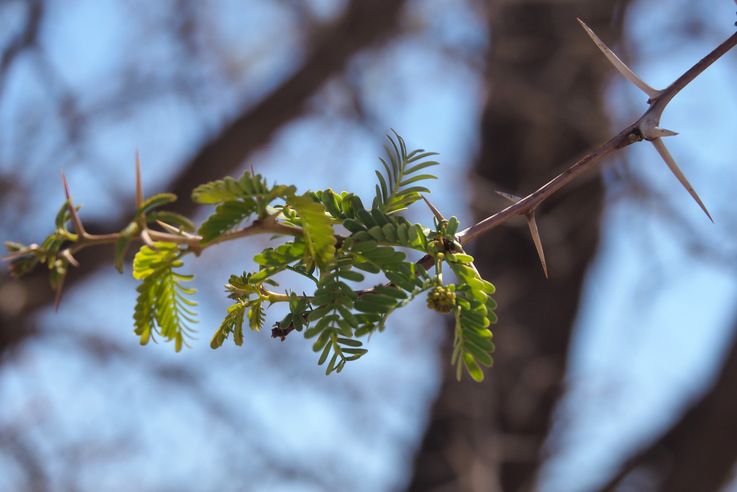 Acacia erioloba