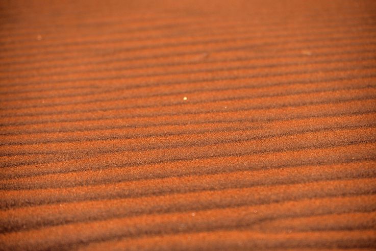Dune du Namib Rand. Trek Tok Tokkie