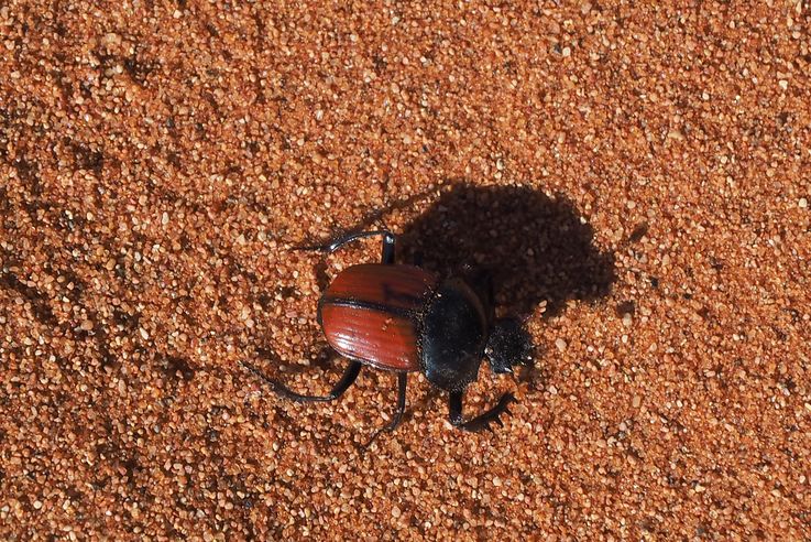 Scarabée rubripennis