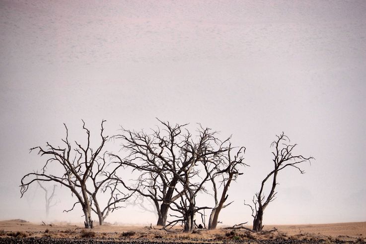 Sossusvlei (Naukluft parc)