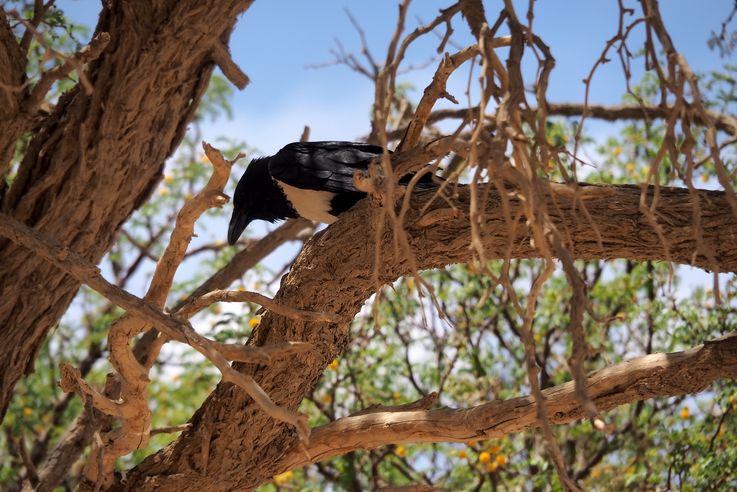 Corbeau pie à ventre blanc (Corvus albus)