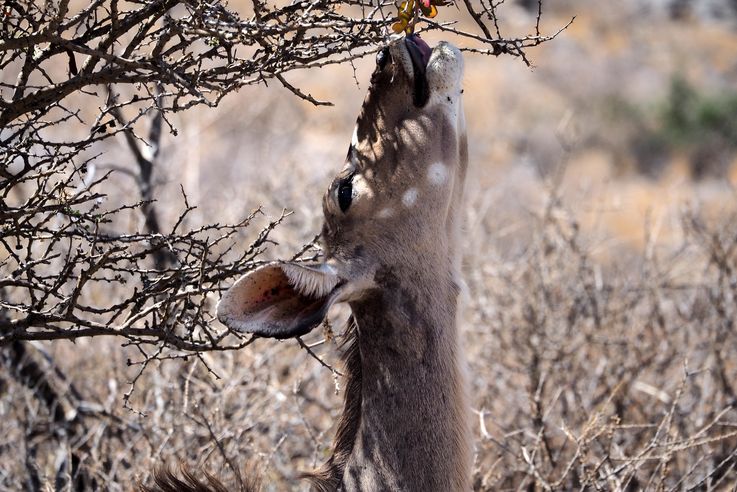 Grand koudou (Tragelaphus strepsiceros)