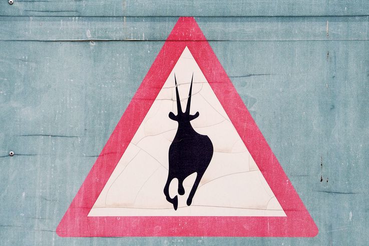 Attention Antilope !
