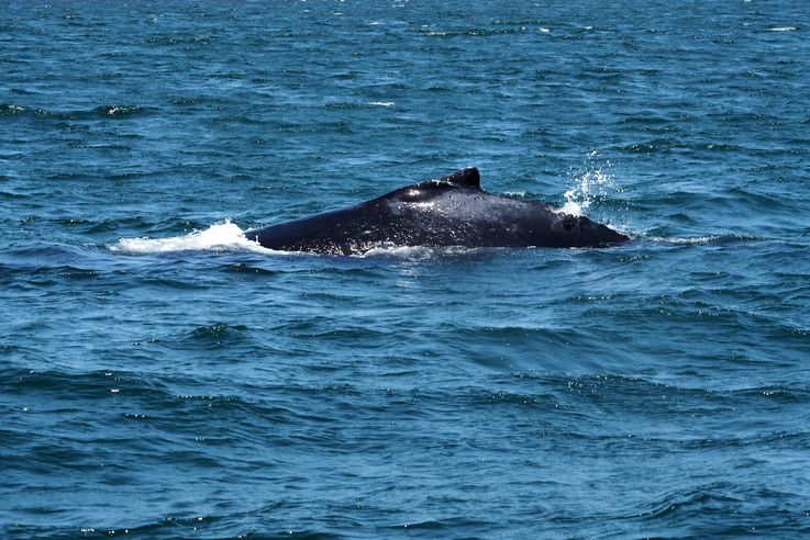 Baleine à bosse (Megaptera novaeangliae)
