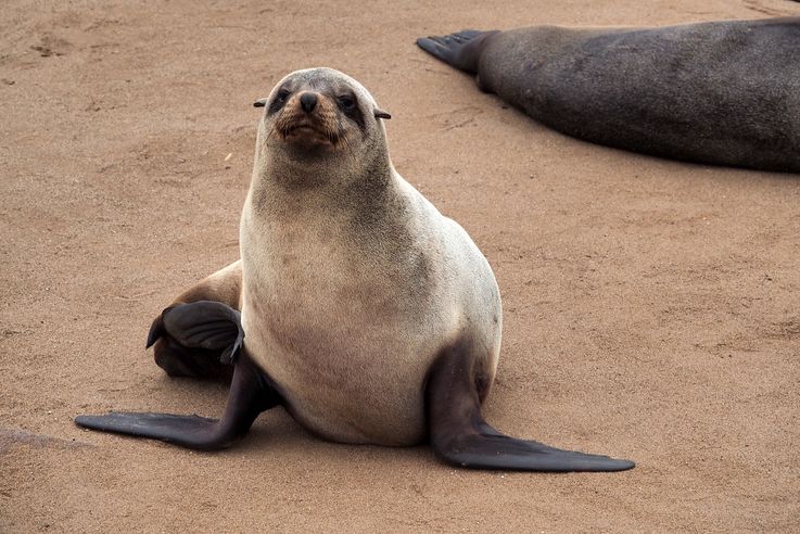 Otarie à fourrure (Arctocephalus pusillus)