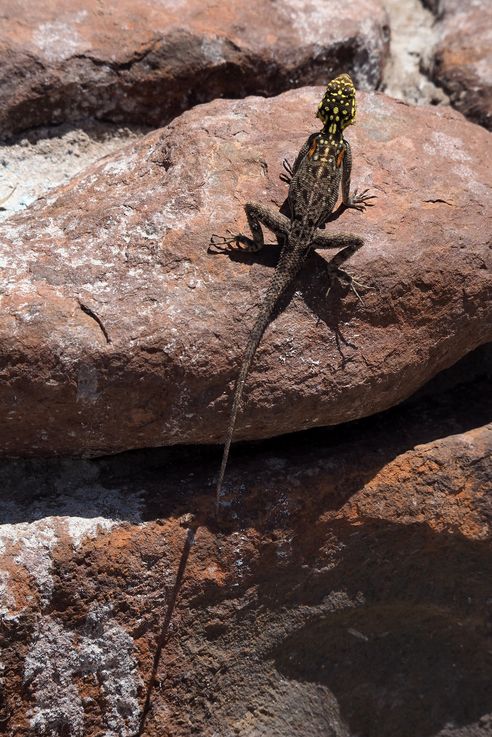 Agama planiceps femelle