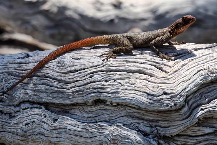 Agama planiceps mâle