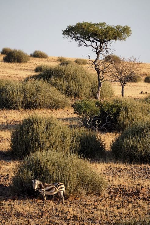 Zèbre des montagnes (Equus zebra)