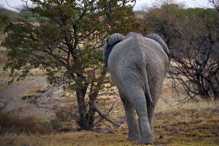 Eléphant des savanes (Loxodonta africana)