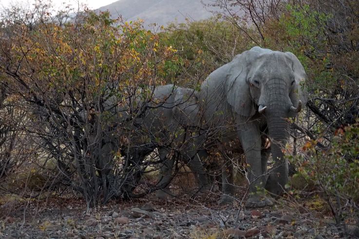 Eléphant des savanes (Loxodonta africana)