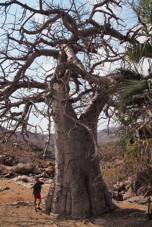 Baobab à Epupa falls