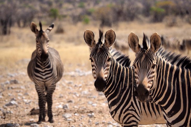 namibie-20141015-5748-etosha-zebre-equus-zebra.jpg