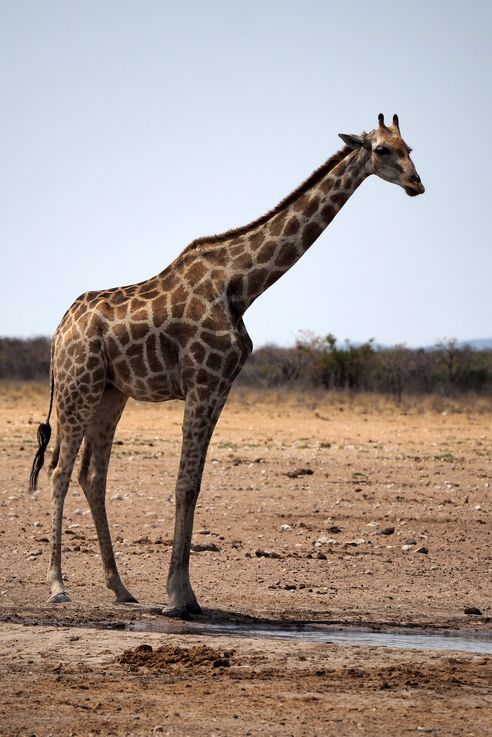 Giraffa camelopardalis