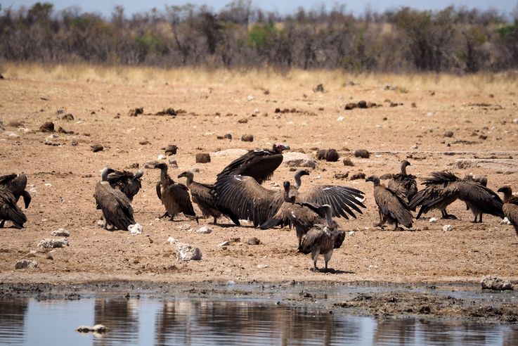 namibie-20141015-5837-etosha-vautour-charognard-necrosyrtes-monachus.jpg