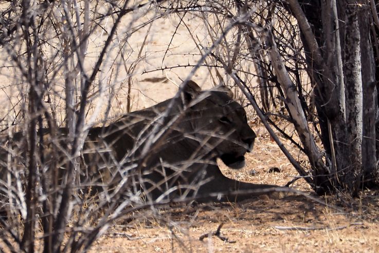 Lion (Panthera leo)