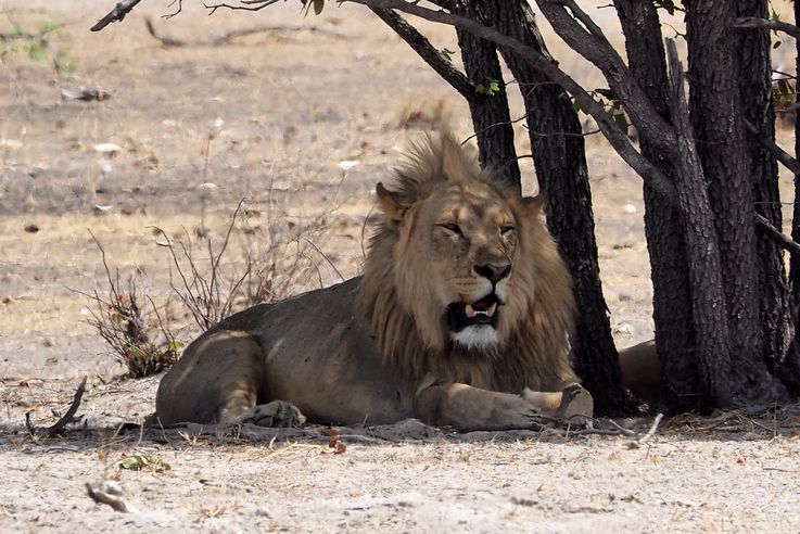 Lion (Panthera leo)