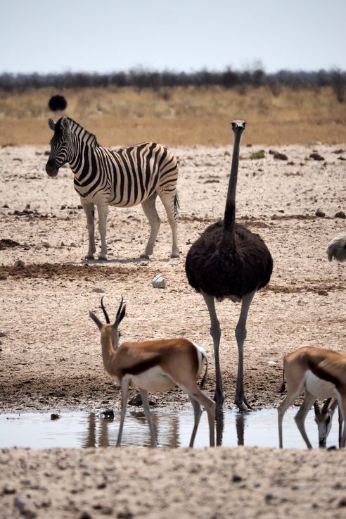 L'autruche d'Afrique (Struthio camelus)