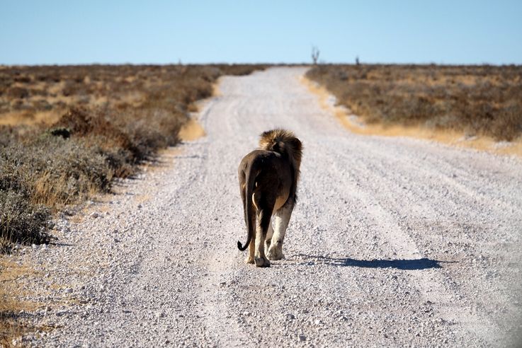 Lion (Panthera leo)