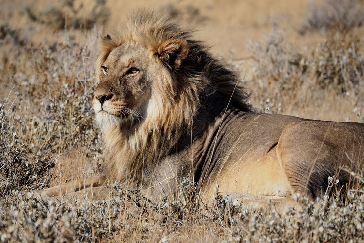 namibie-20141016-6414-etosha-lion-panthera-leo.jpg