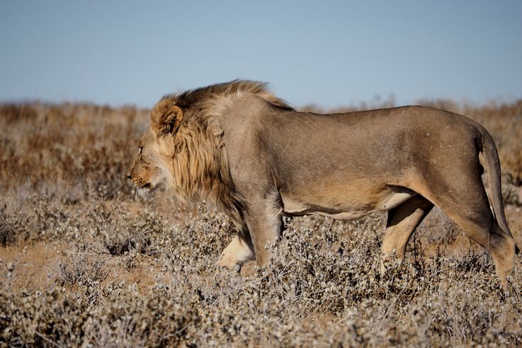 Lion (Panthera leo)